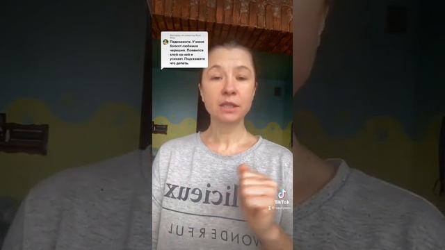 Обробка дерев! Клей «сльози» на кісточкових, що робити! #черешня