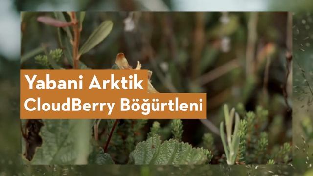 Lumene Anti-Aging Serisi Nordic Bloom смотреть онлайн