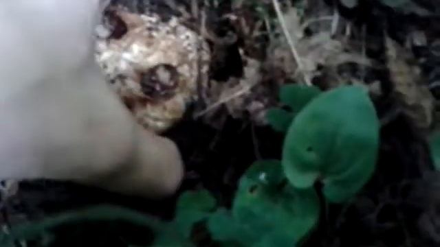 Bielohľuzovka obyčajná, bělolanýž obecný 1/3 смотреть онлайн