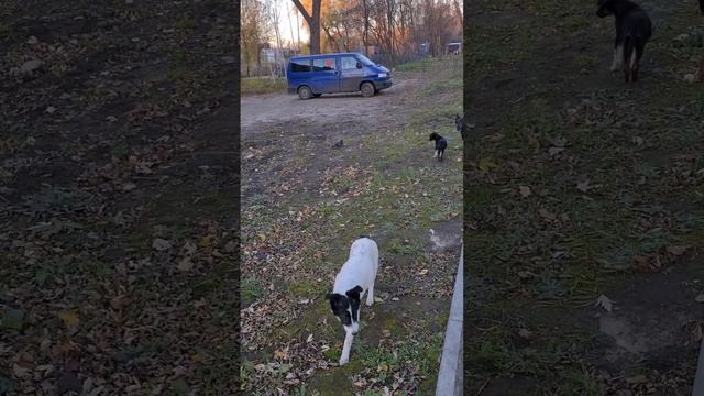голубь на приколе.... #добро #собаки #щенки #dog #приют #dogs смотреть онлайн
