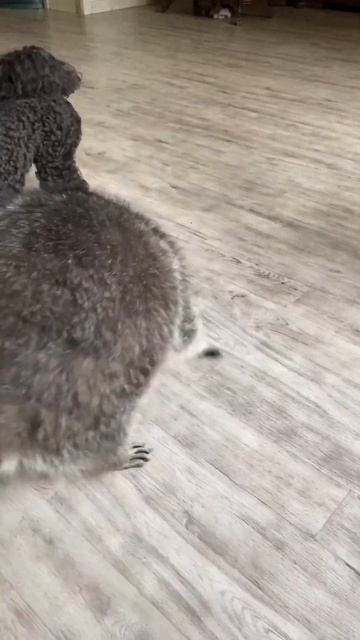 raccoon is playing. cute raccoon. funny raccoon. miracle raccoon смотреть онлайн