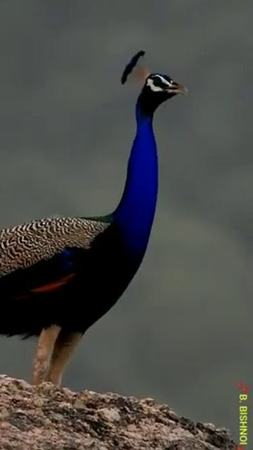 peacock# sound#youtube #shorts #video 🦚🦚 смотреть онлайн