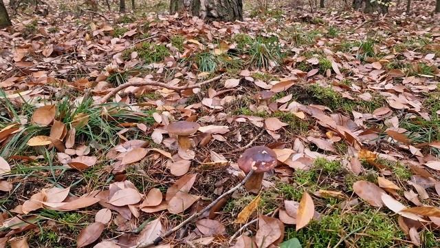 Neskutočné HUBÁRČENIE V Boroviciach, Huby Hríby Houby Grzyby 2022