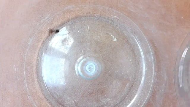 False black widow (steatoda grossa) male смотреть онлайн