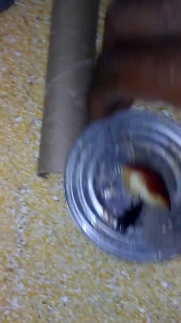Supper worms & supper worm bettles breeding / Mating bugs life #Cleveland #Ohio смотреть онлайн