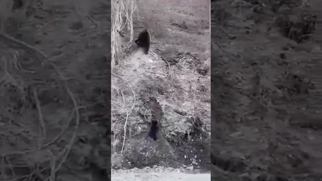 Медведица и три медвежонка дорогу форсируют смотреть онлайн