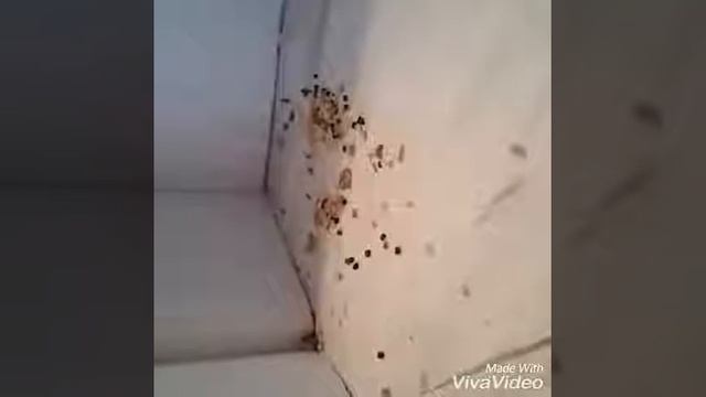 ЖИЗНЬ МУРОВЁВ ДОМА! смотреть онлайн