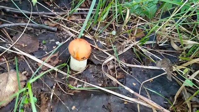 Прошли дожди.Едем в лес за грибами. смотреть онлайн