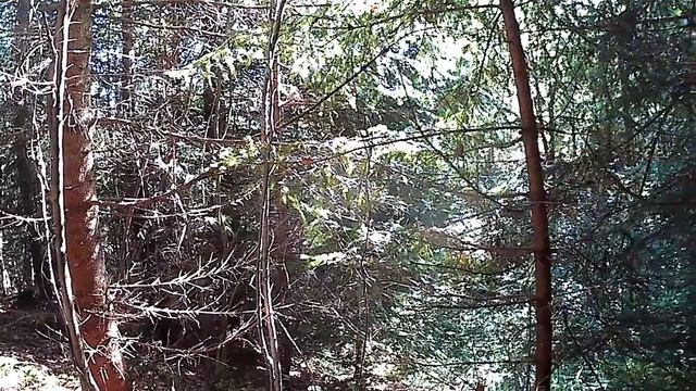 І знову Ми пішли по Білі Гриби в Карпати