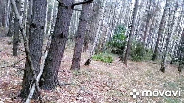 В ЛЕС С ВНУЧКОЙ!!! ГРИБЫ ЕСТЬ🍄!!! смотреть онлайн