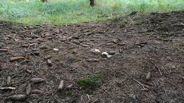 Смърчова рижика