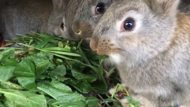 Кролики 🐇 смотреть онлайн