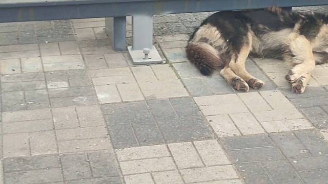 СобАКа ЧеЛЁвЕка Есть!!! Тюлени Остановачный смотреть онлайн