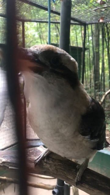 Amazing Laughing Bird ( kookaburra) смотреть онлайн