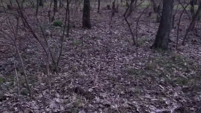 ЗМОРШКИ І Ш А П О Ч К И КОСИМО ЗНОВУ!