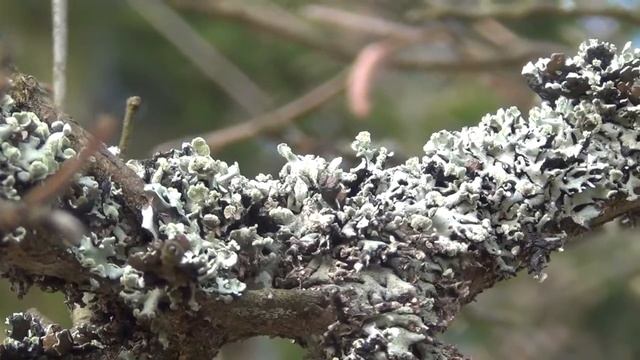 porosty Lichenes смотреть онлайн