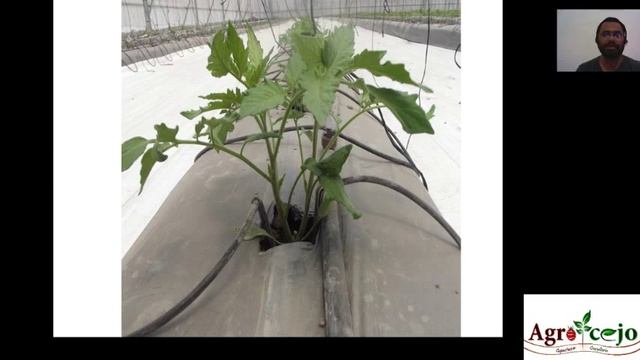 Uso de microorganismos como biofertilizantes y su reproducción смотреть онлайн