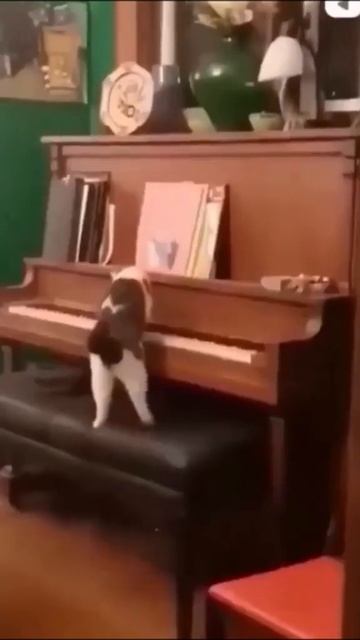 Best Funny Animal Show Ever! Funniest Dogs 🐶 And Cats 😹 - Best Funny Animal Videos 2023 😇 #124 смотреть онлайн