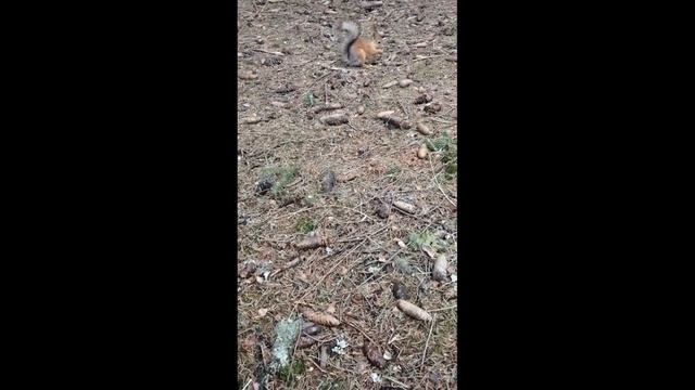 Парк беличий остров 30 04 2023 смотреть онлайн