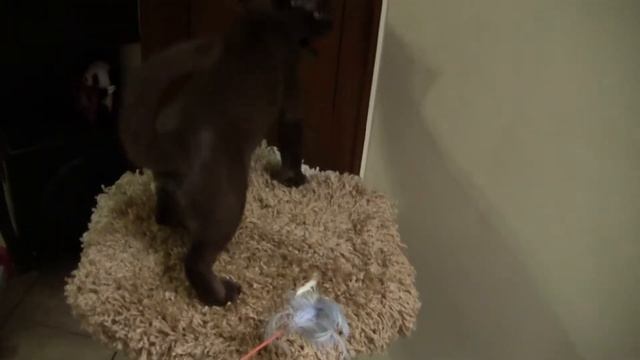 Бурманский котик смотреть онлайн