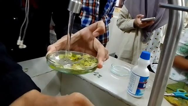 PART 1|| INOKULASI JAMUR||JAMUR TRICHODERMA||DAUN BERGEJALA JAMUR