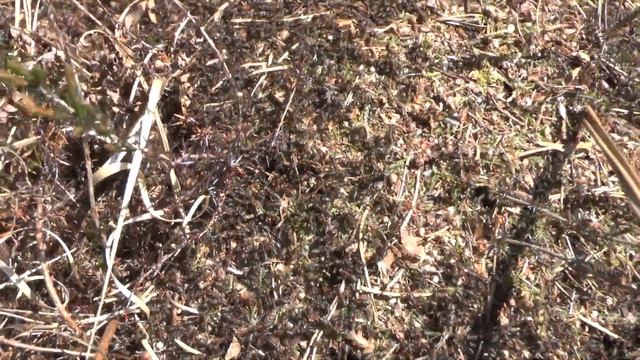 Wild Formica rufa смотреть онлайн