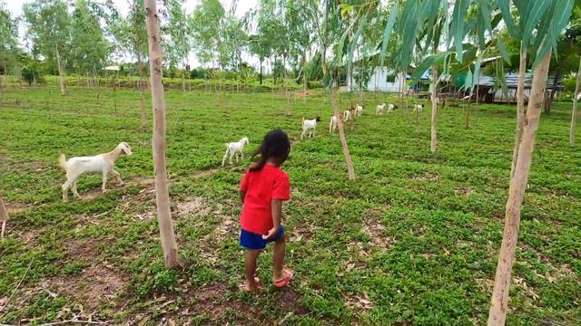 It's Foraging for Termite Mushrooms Season смотреть онлайн