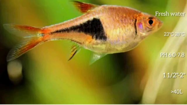 Harlequin Rasbora - Profile and Care Guide смотреть онлайн