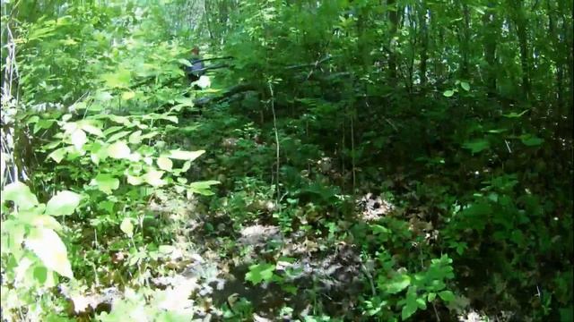 в поисках грибов