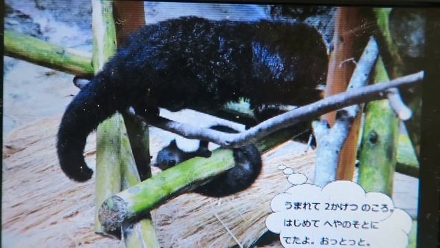 #6 Aug 2017 Binturong at Noichi zoo, Kochi, Japan смотреть онлайн