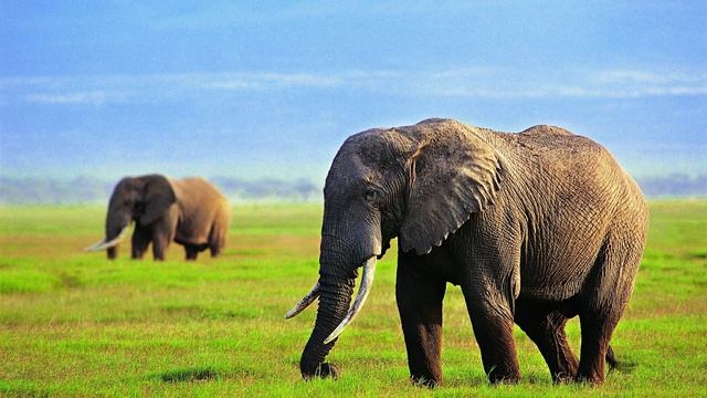 Elephant Sound for kids смотреть онлайн