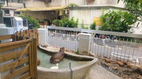Taipei Capybara Cafe | MUST GO #capybaraknight [2023-09-15][4K]