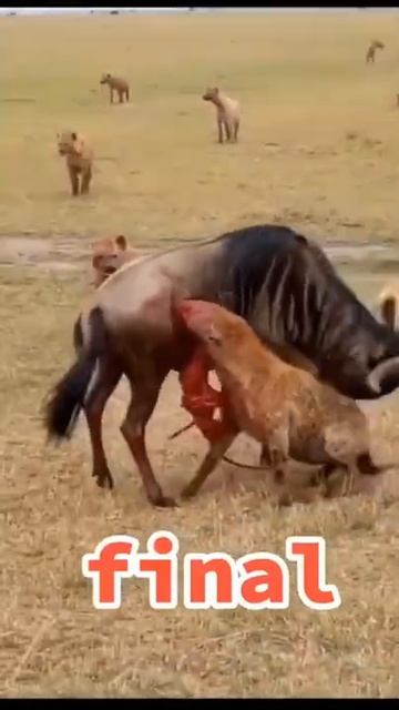 Seriously injured but wildebeest still escaped from the hyenas #shorts#wildlife#animals#lions #wild смотреть онлайн