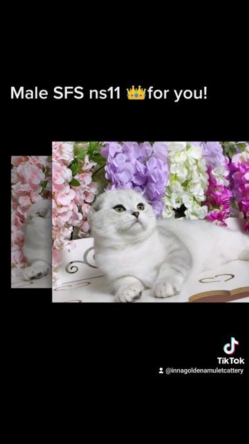 Male SFS ns11 смотреть онлайн