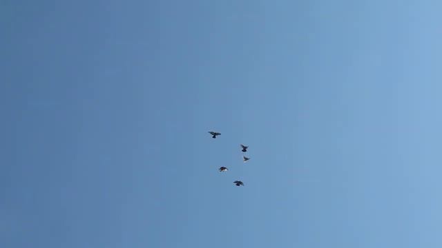 Николаевские голуби. смотреть онлайн