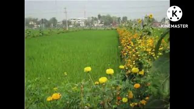 TDF_Jaikisan Integrated Pest Management (IPM)/ సమీకృత తెగులు నిర్వహణ