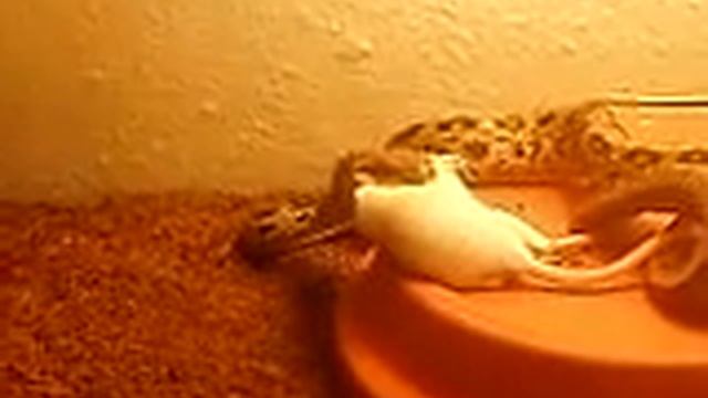 Feeding my Elaphe taeniura friesei смотреть онлайн