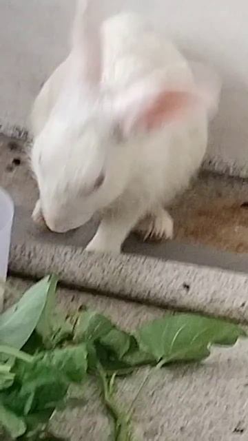 Kelinci🐰🐇 смотреть онлайн