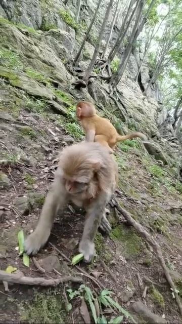 Monkeys in China, Cute baby monkey смотреть онлайн