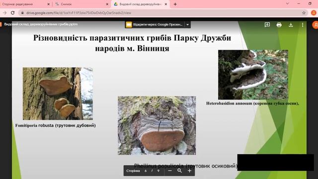''Видовий склад дереворуйнівних грибів у парку Дружби Народів у м.Вінниця'' смотреть онлайн