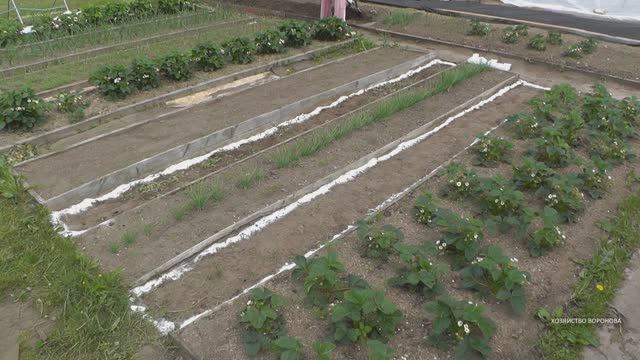 От травы сыплю соль. Между грядок смотреть онлайн