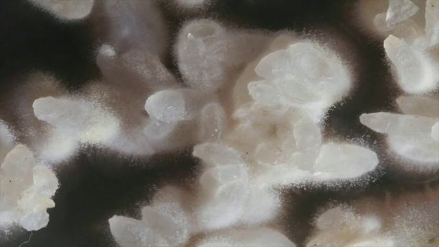 Time Lapse Video Of Aspergillus Oryzae (koji) Growing On Rice