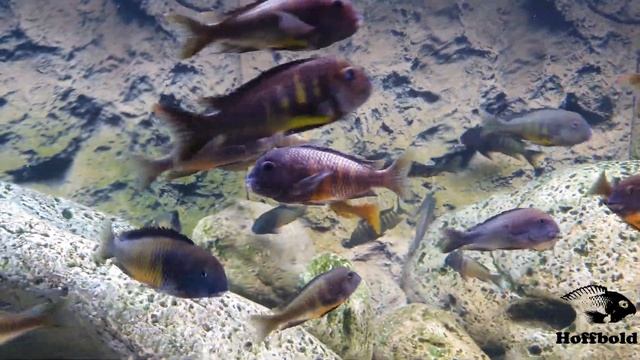 Petrochromis Red Bulu Point Fight & Tropheus Ubwari 11-20 смотреть онлайн
