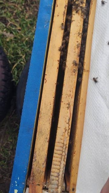 Вот как ДВЕ РАМКИ ПЧЕЛЫ СПОСОБНЫ ПЕРЕНОСИТЬ ЗИМОВКУ если есть подходящие условия СПАСАЮ МАТКУ 🐝🐝🐝 смотреть онлайн