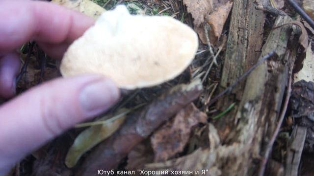 дубль 2!!!НОРМАЛЬНЫЙ поход за грибами))) смотреть онлайн