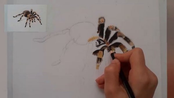 How to draw a Tarantula in 3D