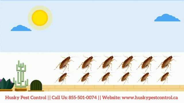 Cockroach Treatment Video | Husky Pest Control смотреть онлайн