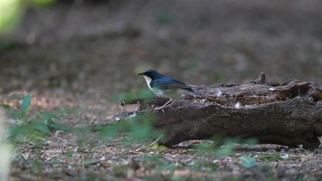 蓝歌鸲（英文名：Siberian Blue Robin，学名：Larvivora cyane） смотреть онлайн