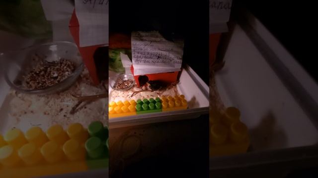 Подари жизнь малышу! Новый дом для найденного птенца стрижа 3" кормление (25:45:01– смотреть онлайн