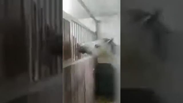 Жаль смотреть онлайн